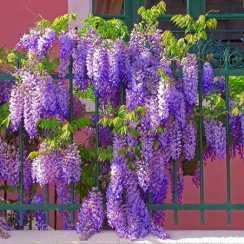 Гліцинія (Вістерія) Sinensis (Сіненсі)
