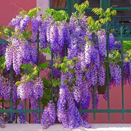 Гліцинія (Вістерія) Sinensis (Сіненсі)