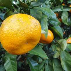Мандарин Уншиу (Citrus unshiu)