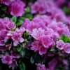 Азалія японська Geisha Purple (Гейша Перпл)