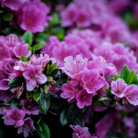 Азалія японська Geisha Purple (Гейша Перпл)