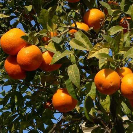 Апельсин Лайн Лате (Citrus sinensis Lane Late) 