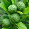 Кафрский лайм  (Kaffir Lime, Citrus hystrix)