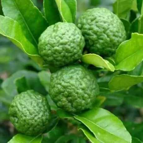 Кафрский лайм  (Kaffir Lime, Citrus hystrix)