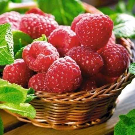Малина Глен Ампл (Пак. 3шт.)
