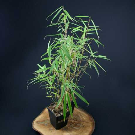 Бамбук Fargesia robusta (Campbell) в горшках