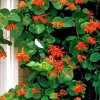 Жимолость Брауна Дропмор Скарлет (Lonicera brownii Dropmore Scarlet)