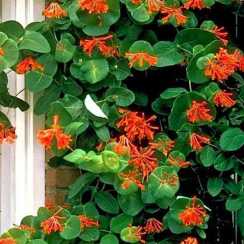 Жимолость Брауна Дропмор Скарлет (Lonicera brownii Dropmore Scarlet)