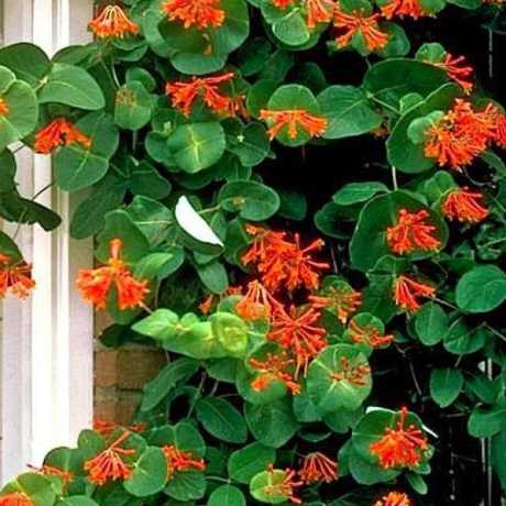 Жимолость Брауна Дропмор Скарлет (Lonicera brownii Dropmore Scarlet)
