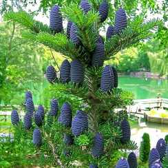 Ялиця корейська (abies koreana)