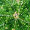 Ялиця корейська (abies koreana)
