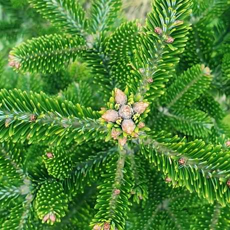 Ялиця корейська (abies koreana)