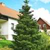Ялиця корейська (abies koreana)
