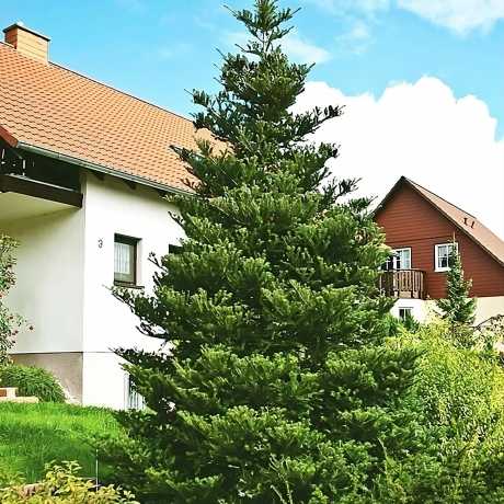 Ялиця корейська (abies koreana)