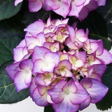 Гортензія великолистна Адула Пурпл (Adula Purple)
