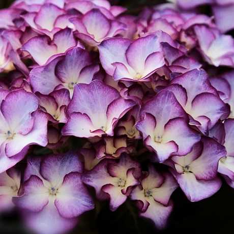 Гортензія великолистна Адула Пурпл (Adula Purple)