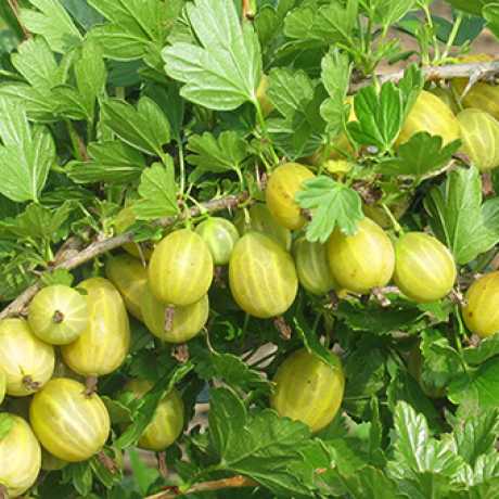 Аґрус Хрищеник (зелений)