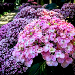 Гортензія крупнолистова Аїша/Hydrangea macrophylla Ayesha