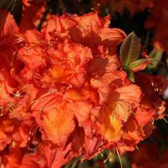 Азалия Apricot (Абрикосовая)