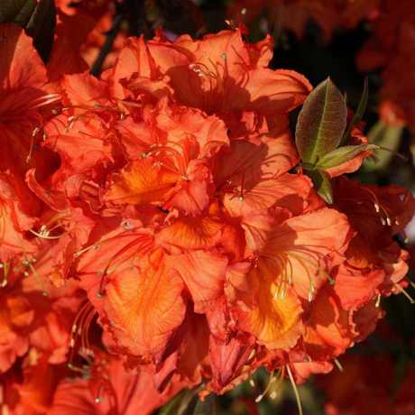 Азалия Apricot (Абрикосовая)