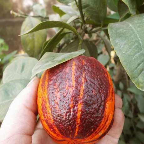 Лимон Аркобалено (C. meyerii x c. sinensis 