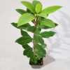 Arbutus unedo Rubra