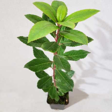 Arbutus unedo Rubra