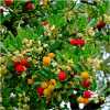 Arbutus unedo Compacta