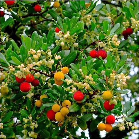 Arbutus unedo Compacta