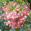 Arbutus unedo Rubra