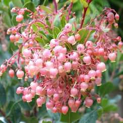 Arbutus unedo Rubra