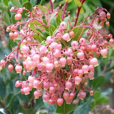 Arbutus unedo Rubra