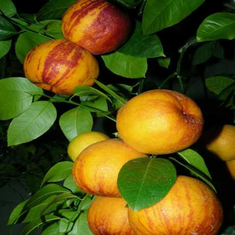 Лимон Аркобалено (C. meyerii x c. sinensis 