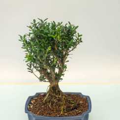 Бонсай Буксус Гарланда/Buxus harlandii