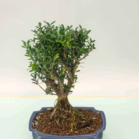 Бонсай Буксус Гарланда/Buxus harlandii