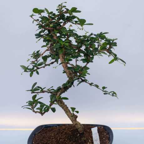 Бонсай Кармона Макрофіла/Carmona microphylla