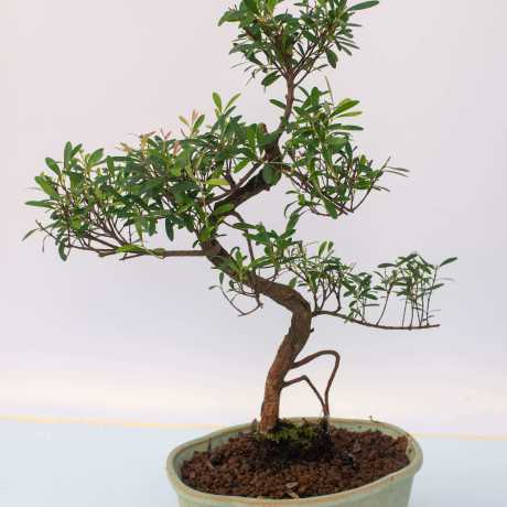 Бонсай Сізігіум/Syzygium paniculatum