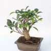 Бонсай Фікус/Ficus