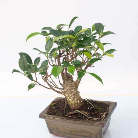 Бонсай Фікус/Ficus