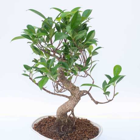 Бонсай Фікус/Ficus