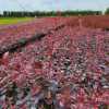 Барбарис Тунберга Пинк Перфекшн (Pink Perfection)