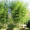 Бамбук Phyllostachys Bissetii в горщиках