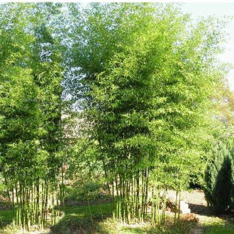 Бамбук Phyllostachys Bissetii в горщиках