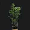 Бамбук Phyllostachys Bissetii в горщиках