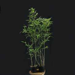 Бамбук Phyllostachys Bissetii в горщиках