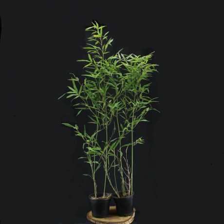 Бамбук Phyllostachys Bissetii в горщиках