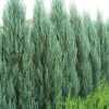 Можжевельник скальный Блю Эрроу (Juniperus scopulorum Blue Arrow) 