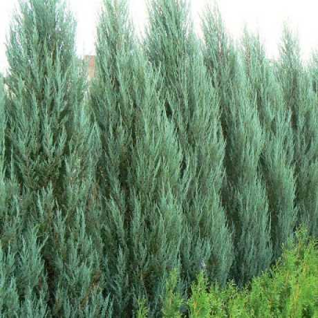 Можжевельник скальный Блю Эрроу (Juniperus scopulorum Blue Arrow) 