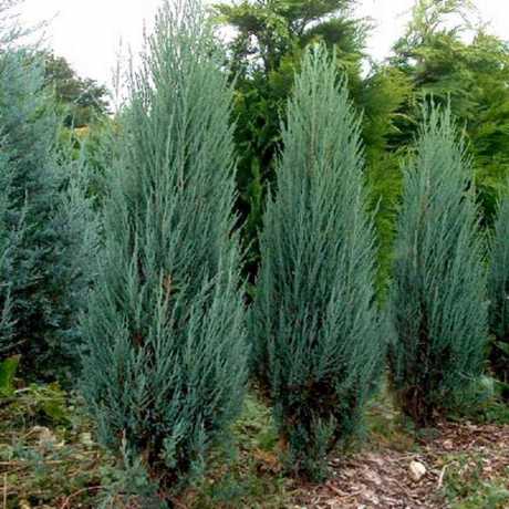 Можжевельник скальный Блю Эрроу (Juniperus scopulorum Blue Arrow) 