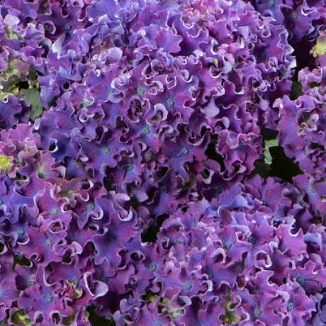 Гортензія великолиста Curly Sparkle Blue Purple (Керлі Спаркл Блу Перпл)